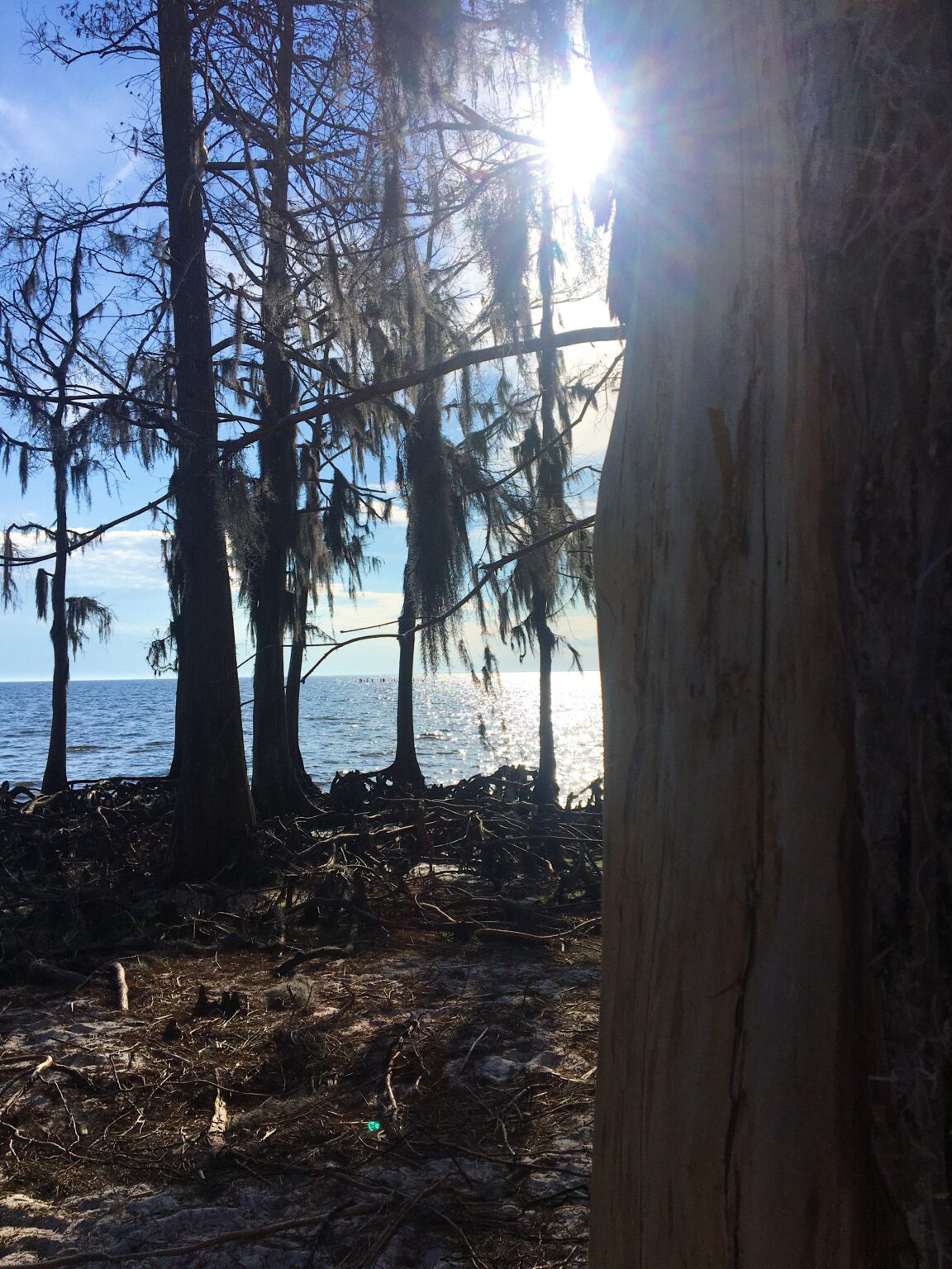 Fontainebleau State Park In Louisiana Pete Snaps