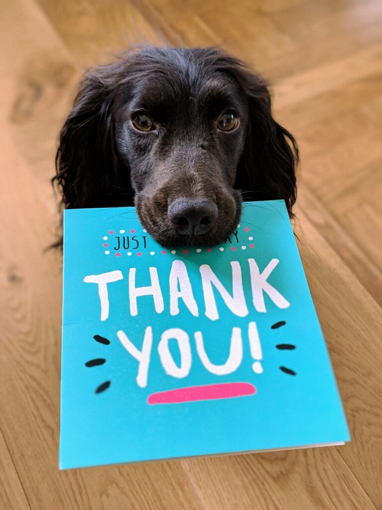 Cute black dog holding a thank you card in his mouth. Picture in the beginning of the post about things to be thankful for. 