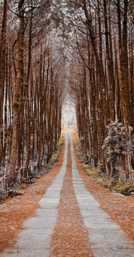 A road in the woods with trees on the sides. Pay yourself first. 