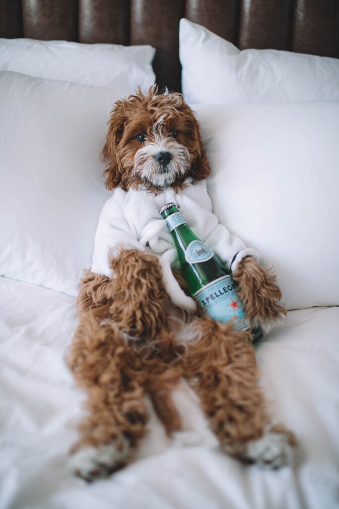 A cute curly haired poodle in a hotel bed with a bottle of perrier